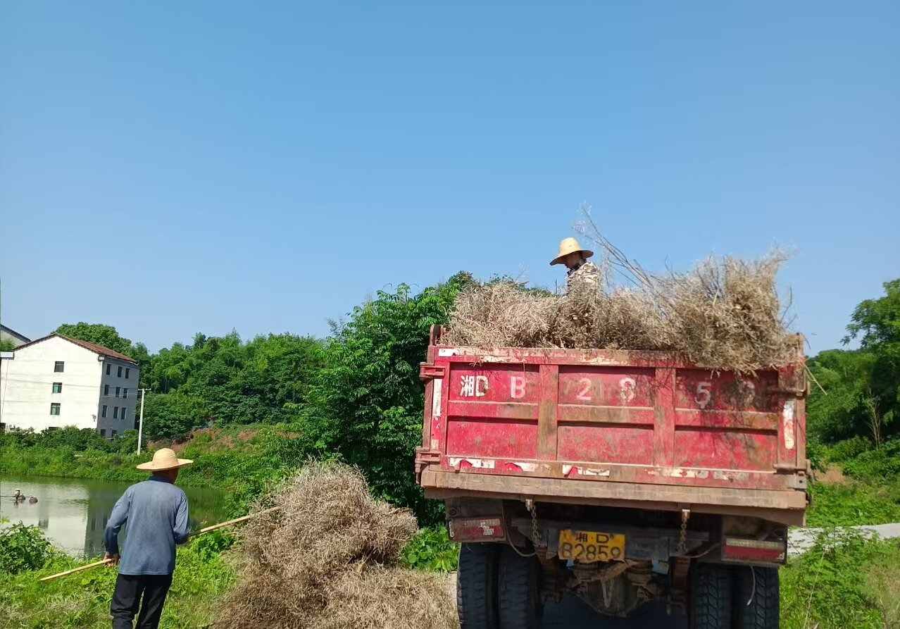 蒸湘區(qū)：秸稈“變廢為寶”再利用  化身“生態(tài)養(yǎng)料”促增收
