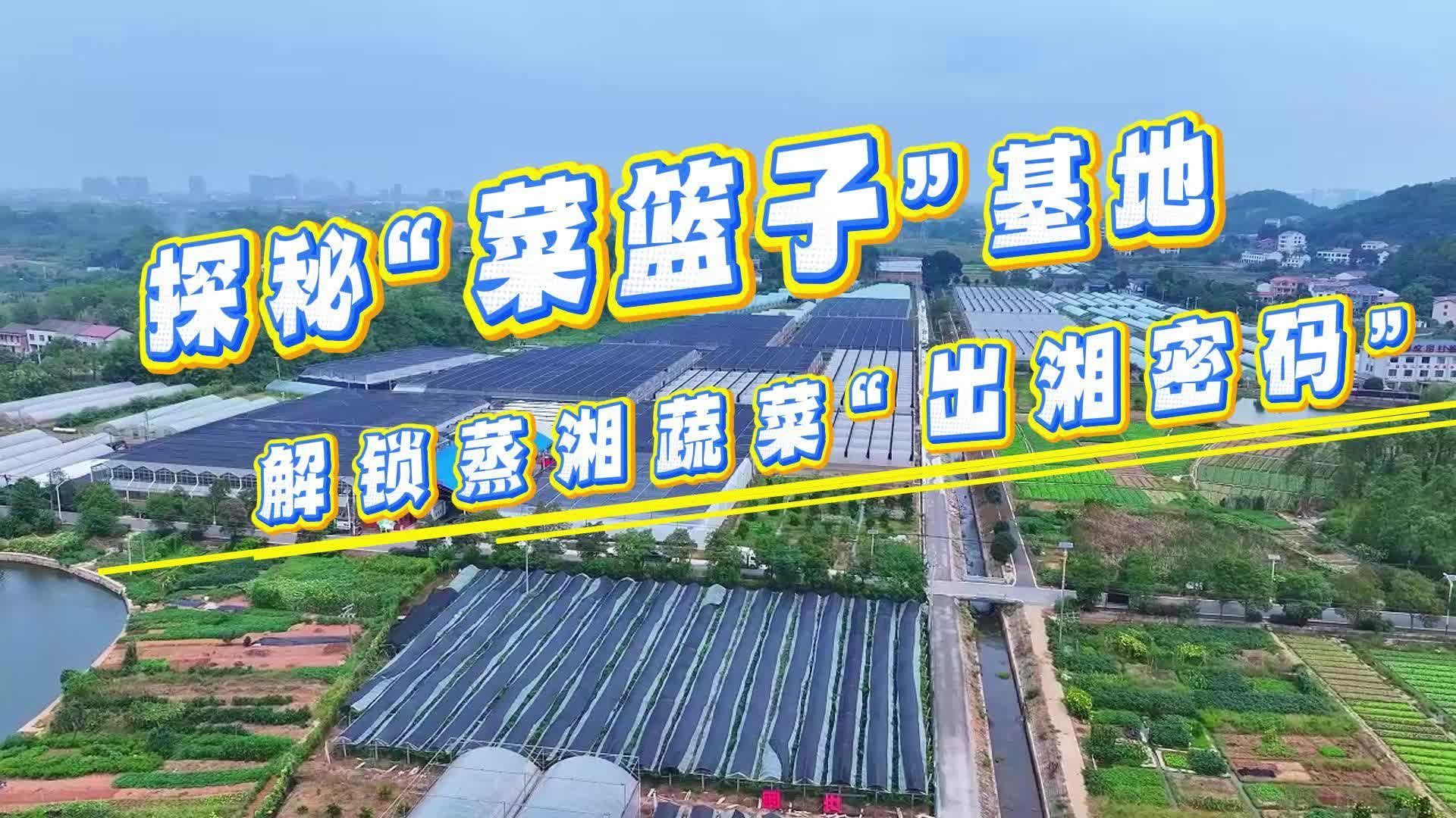 视频 | 探秘蒸湘区“菜篮子”基地，解锁蔬菜“出湘密码”